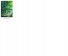 Plakat Kotonoha no Niwa Garden of Words DO WYBORU 